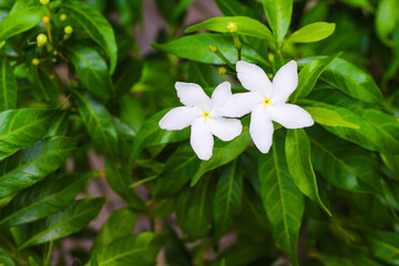 White sampaguita jasmine flowers.blooming in nature garden top view background