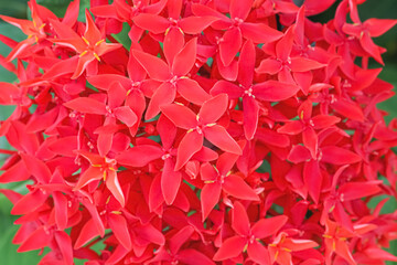 Colorful flowers red spike  blooming or Ixora coccinea natural top view background