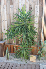 Palmier, plante grasse, jardin minéral