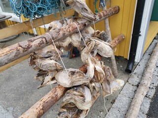 Lofoten Henningsvær Stockfish Historic Fishing Village Northern Norway