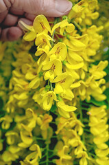 Laburnum anagyroides yellow flowers. Blossoming yellow acacia with leaves on green background. Acacia flowers on long branch. Closeup, selective focus
