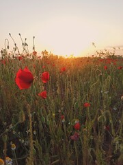 field of poppies