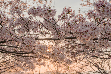 満開の桜の湊山公園（鳥取県米子市）