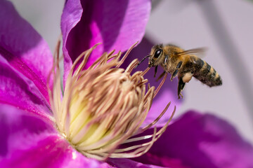 Macro of honey bee collecting pollen and suck nectar on a flower 