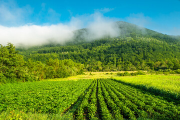 Fototapeta na wymiar vegetable garden on a background of mountains in the fog blue sky. growing vegetables.eco