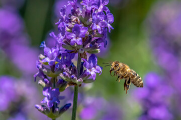 Macro of honey bee collecting pollen and suck nectar on a flower 