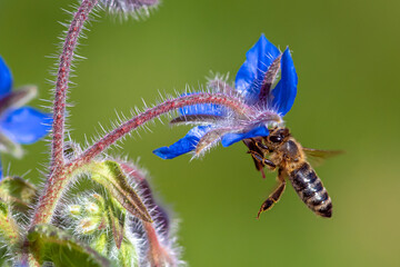 Macro of honey bee collecting pollen and suck nectar on a flower 