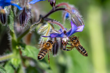 Macro of honey bee collecting pollen and suck nectar on a flower 