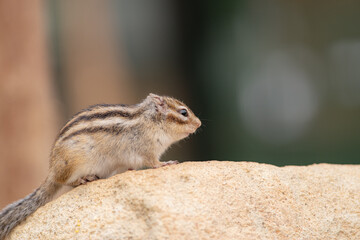 可愛いシマリス