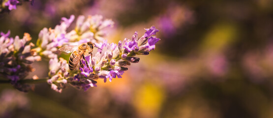 Close-up photo of a Honey Bee gathering nectar and spreading pollen on violet flovers of lavender.