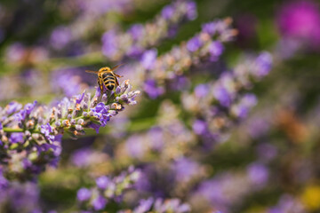 Close-up photo of a Honey Bee gathering nectar and spreading pollen on violet flovers of lavender.