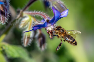 Macro of honey bee collecting pollen and suck nectar on a flower 