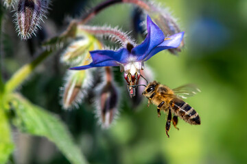 Macro of honey bee collecting pollen and suck nectar on a flower 