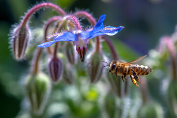 Macro of honey bee collecting pollen and suck nectar on a flower 