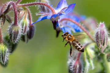 Macro of honey bee collecting pollen and suck nectar on a flower 