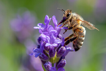 Macro of honey bee collecting pollen and suck nectar on a flower 