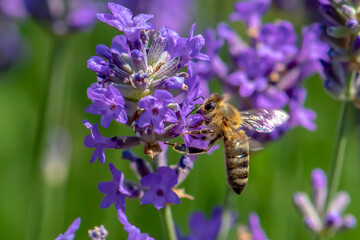 Macro of honey bee collecting pollen and suck nectar on a flower 