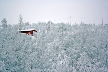 A red wooden house inside a forest during winter