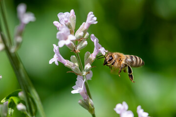 Macro of honey bee collecting pollen and suck nectar on a flower 