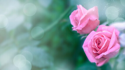 Rose flowers on a blurry background. Flower background, design. High quality photo