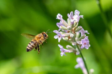 Macro of honey bee collecting pollen and suck nectar on a flower 