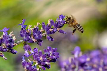 Macro of honey bee collecting pollen and suck nectar on a flower 