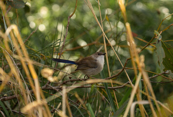 Wren in the brushed 