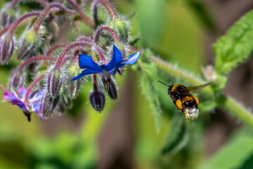Bumblebee collecting and suck nectar on flowers on blurred background 