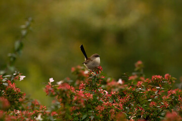 bird on a flower