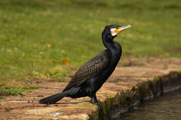 majestic bird in the sun 