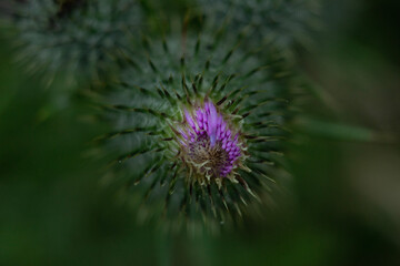 purple thistle flower