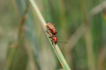 red dragonfly on a leaf
