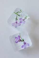 Decorative ice cubes with flowers for table and beverage serving