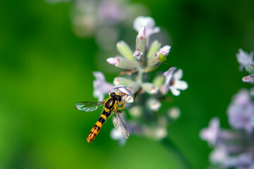 A Marmalade hoverfly (Episyrphus balteatus) sits on a flower and sucks nectar. 