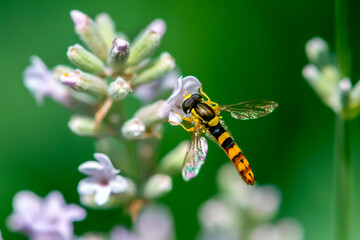 A Marmalade hoverfly (Episyrphus balteatus) sits on a flower and sucks nectar. 
