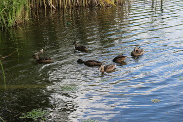 
Wild ducks swim in a pond. Clouds are reflected in the river in the evening during sunset. Aquatic plants grow on water