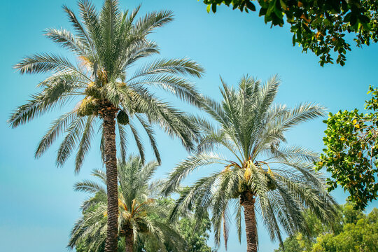 Date palm trees around the Sea of Galilee