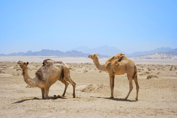 two wild camels walking in desert, no people