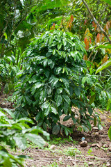 arabica coffee tree growing in natural wild forest, nobody