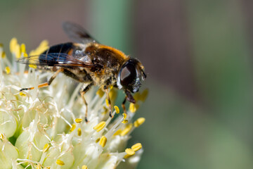Macro photo of a bee pollinating and collecting nectar on a white flower, copy space, selective focus, side view