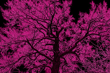 Abstract image of a blurred silhouette of an old large tree in purple tones.