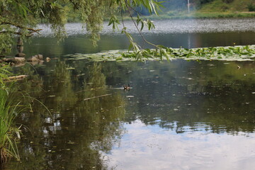 
The green banks of the river are beautiful on a summer day