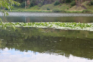 
The green banks of the river are beautiful on a summer day