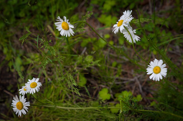 Altai Mountain. Daisies on a green field