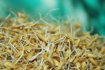 close up of rice sprouts in the garden
