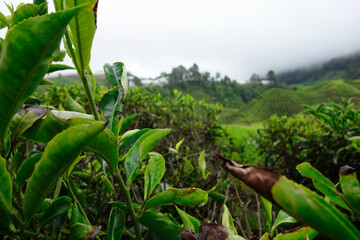 Tea plantation on a foggy morning, Cameron Highlands, Malaysia