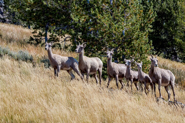 Bighorn (Ovis canadensis) in Yellowstone National Park, USA