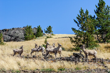 Bighorn (Ovis canadensis) in Yellowstone National Park, USA