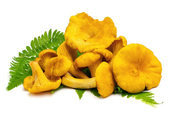 Fresh chanterelle mushrooms isolated on white background. Full depth of field with clipping path.