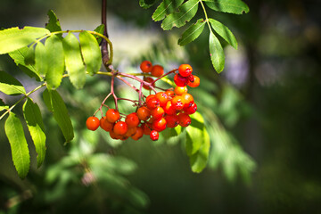 Viburnum, branch of viburnum, berries of viburnum